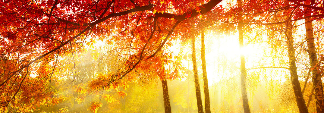 Fall leaves on trees